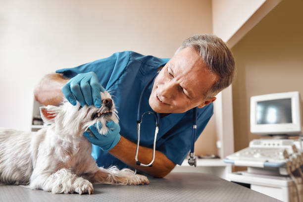 Best Walk-In Emergency Dentist in Meyers, CA